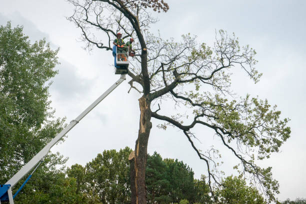 Best Emergency Tree Removal  in USA